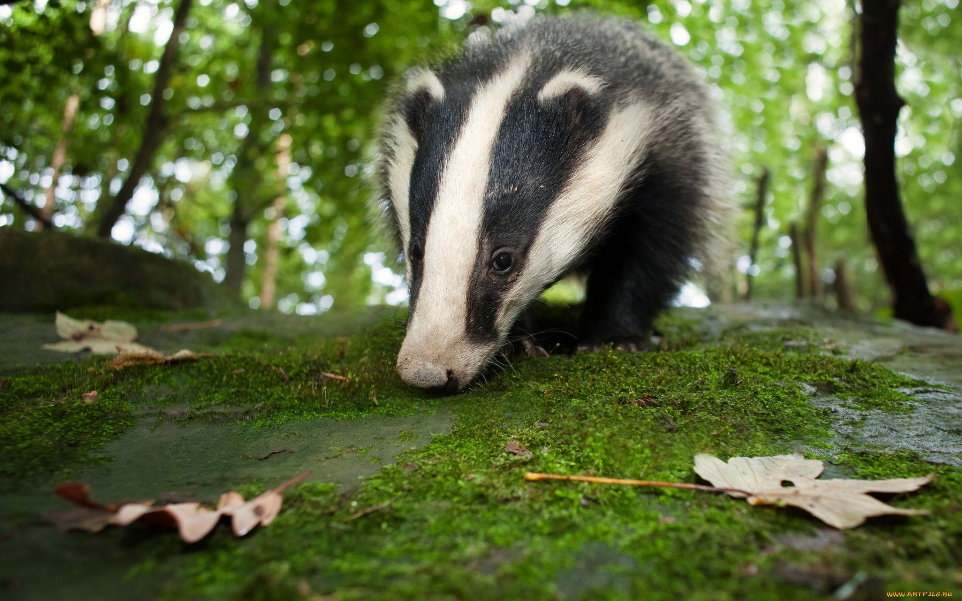 Free download Badger background ID:142314 hd 1920x1200 for PC