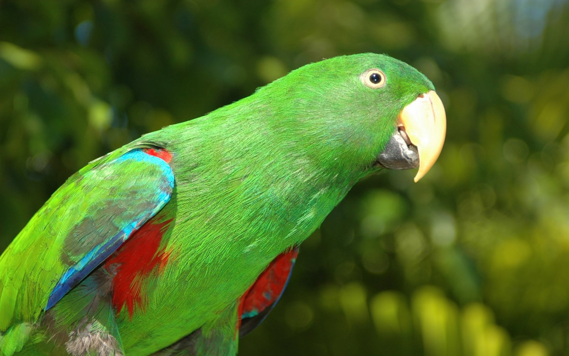 Download hd 1920x1200 Parrot PC background ID:25743 for free