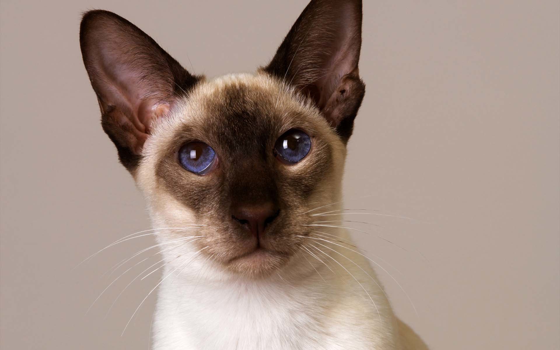 High resolution Siamese Cat hd 1920x1200 background ID:53382 for computer