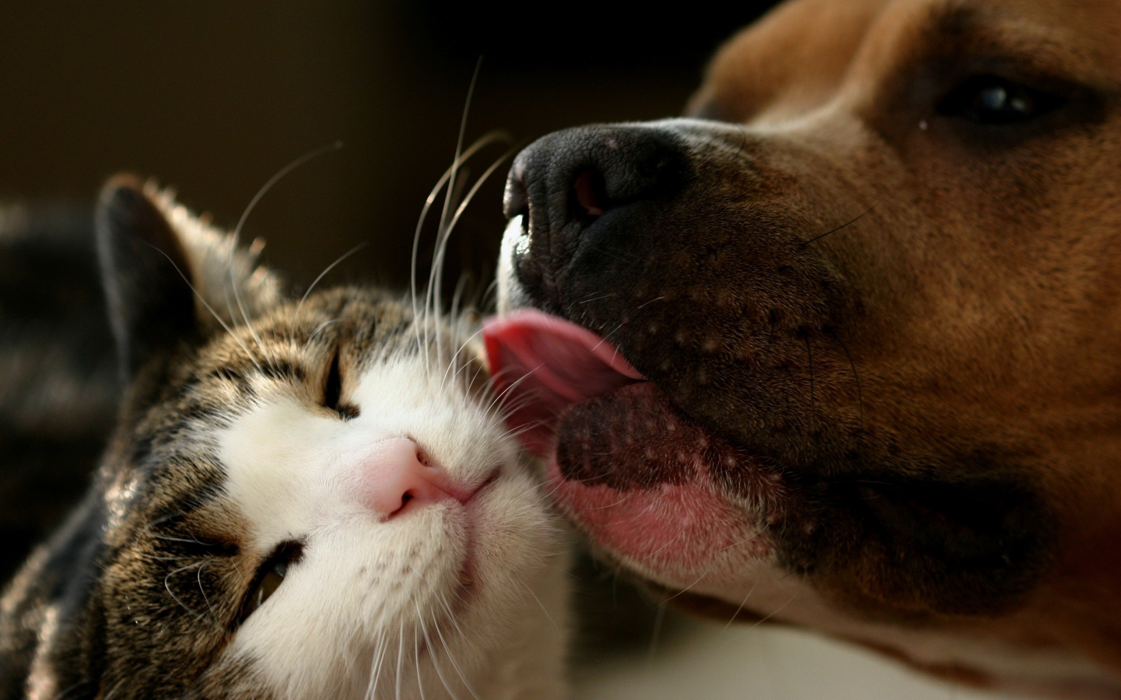 Download hd 3840x2400 Cat and Dog PC background ID:125322 for free
