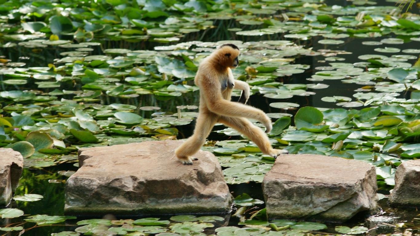 Download hd 1366x768 Monkey PC background ID:127972 for free