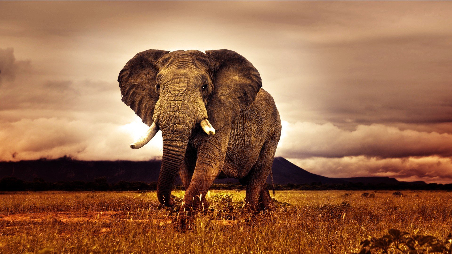 Free download Elephant background ID:132593 full hd 1920x1080 for desktop