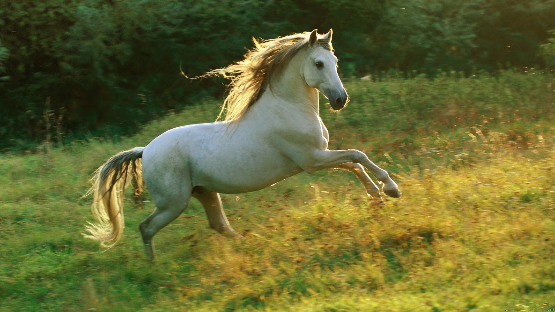 Awesome Horse free background ID:23294 for hd 1920x1080 computer