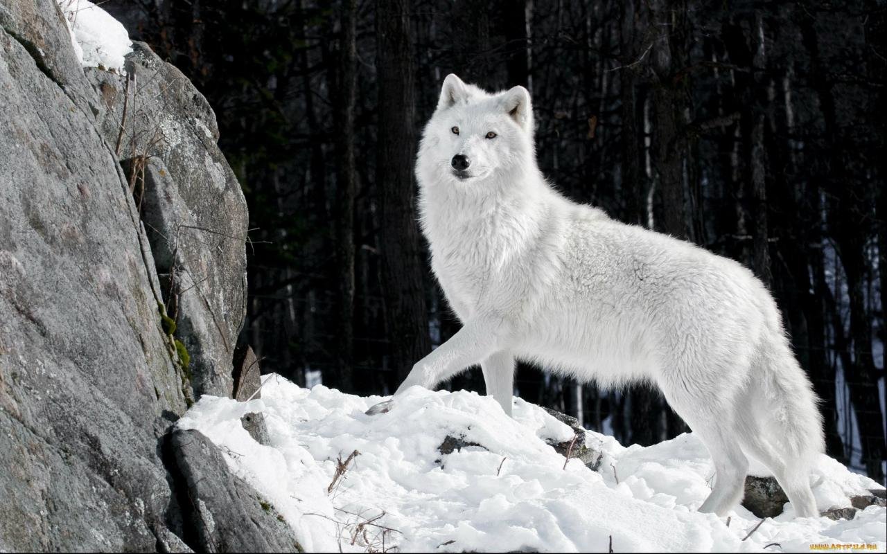 Free download Wolf wallpaper ID:118001 hd 1280x800 for PC