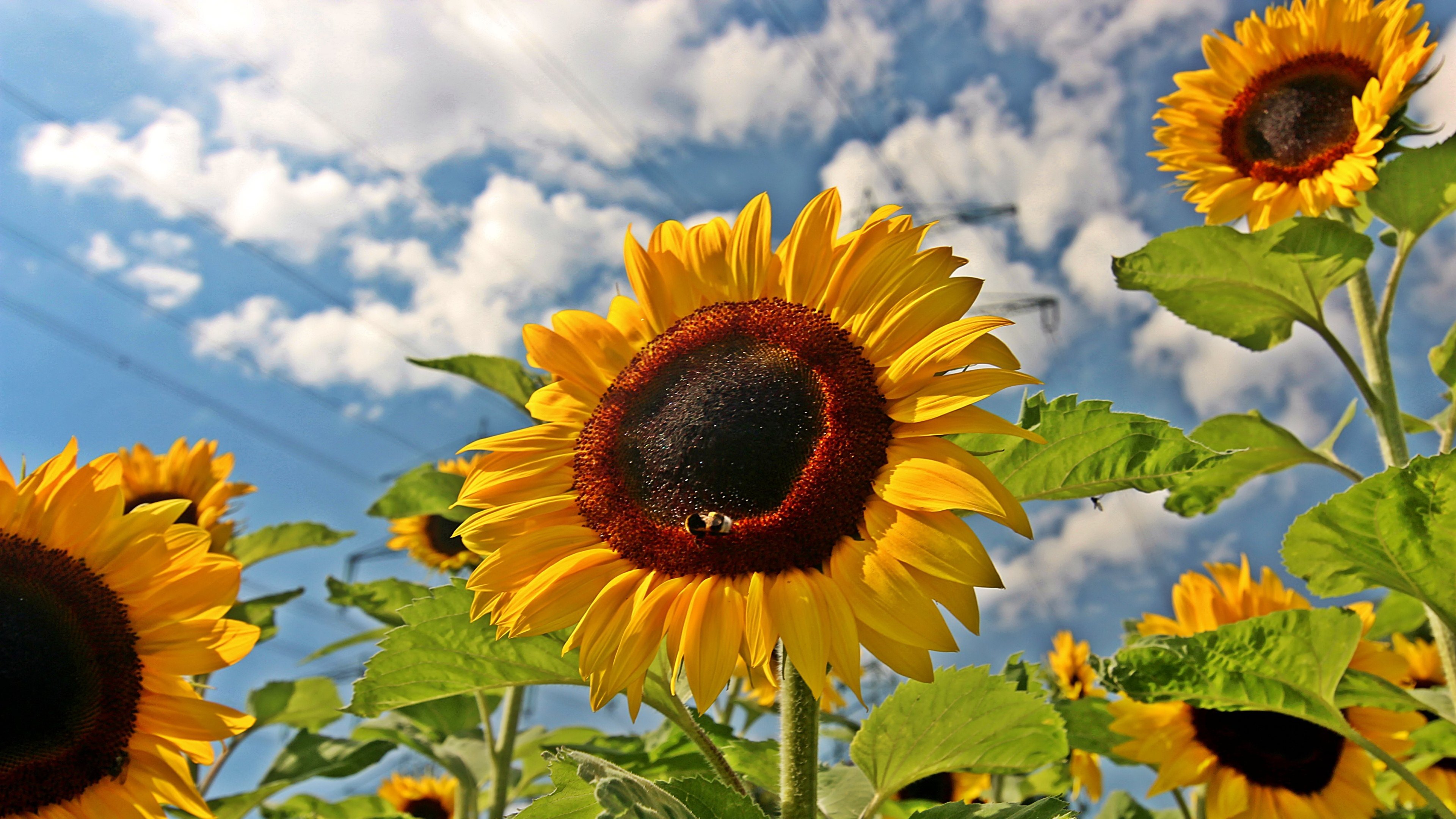 Awesome Sunflower free wallpaper ID:226536 for 4k PC