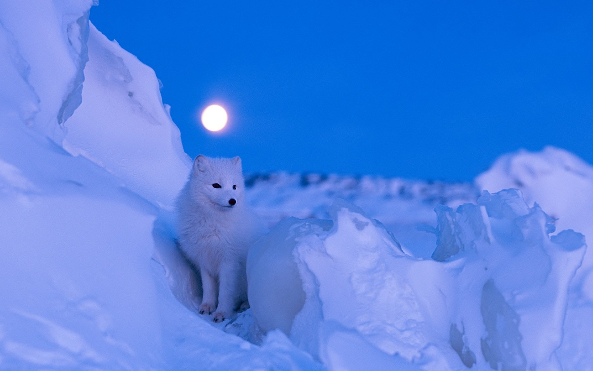 Awesome Arctic Fox free wallpaper ID:98725 for hd 1920x1200 computer