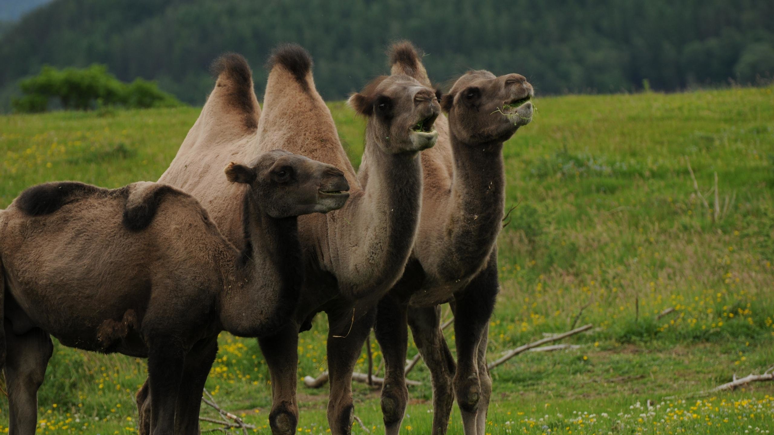 Free download Camel background ID:123447 hd 2560x1440 for desktop