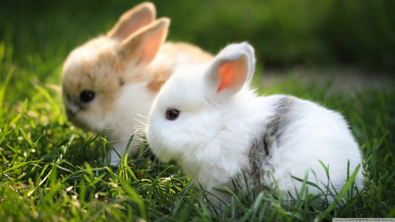 Awesome Rabbit & Bunny free background ID:248998 for hd 1366x768 computer