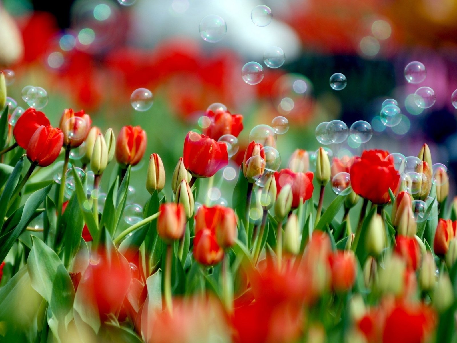High resolution Tulip hd 1600x1200 wallpaper ID:157274 for PC