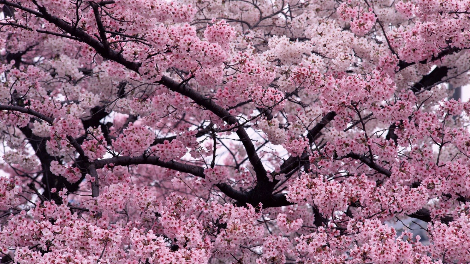 Awesome Blossom free wallpaper ID:333147 for hd 1600x900 PC
