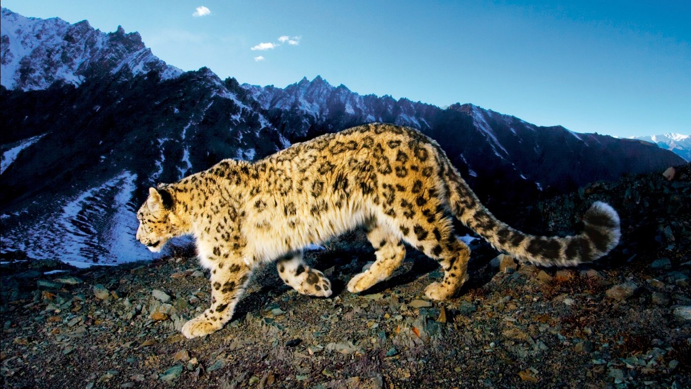 High resolution Snow Leopard 1366x768 laptop wallpaper ID:34404 for computer