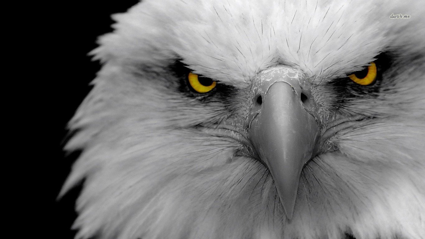 Awesome American Bald Eagle free background ID:68639 for 1366x768 laptop computer