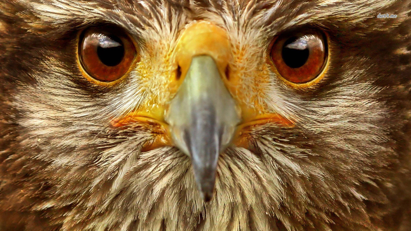Free Hawk high quality background ID:122564 for laptop computer
