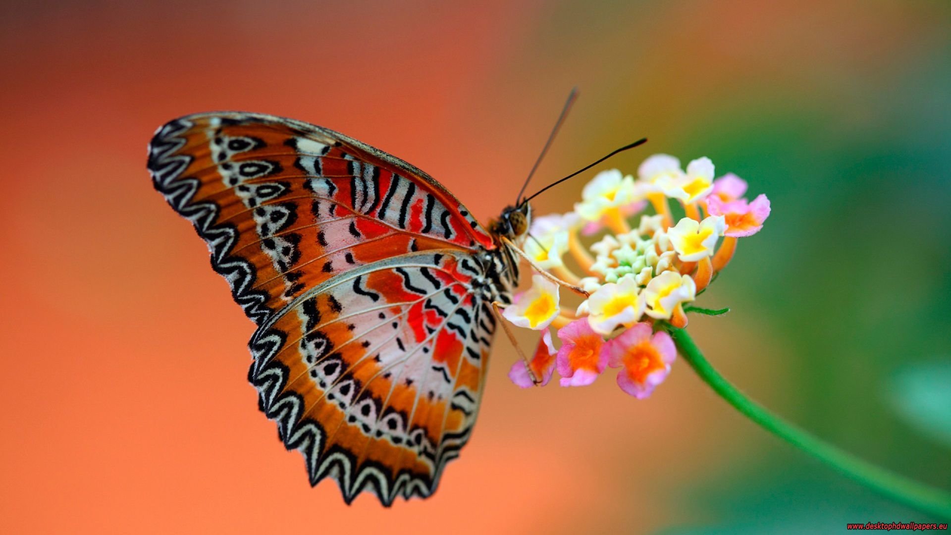 Best Butterfly wallpaper ID:167824 for High Resolution 1080p computer