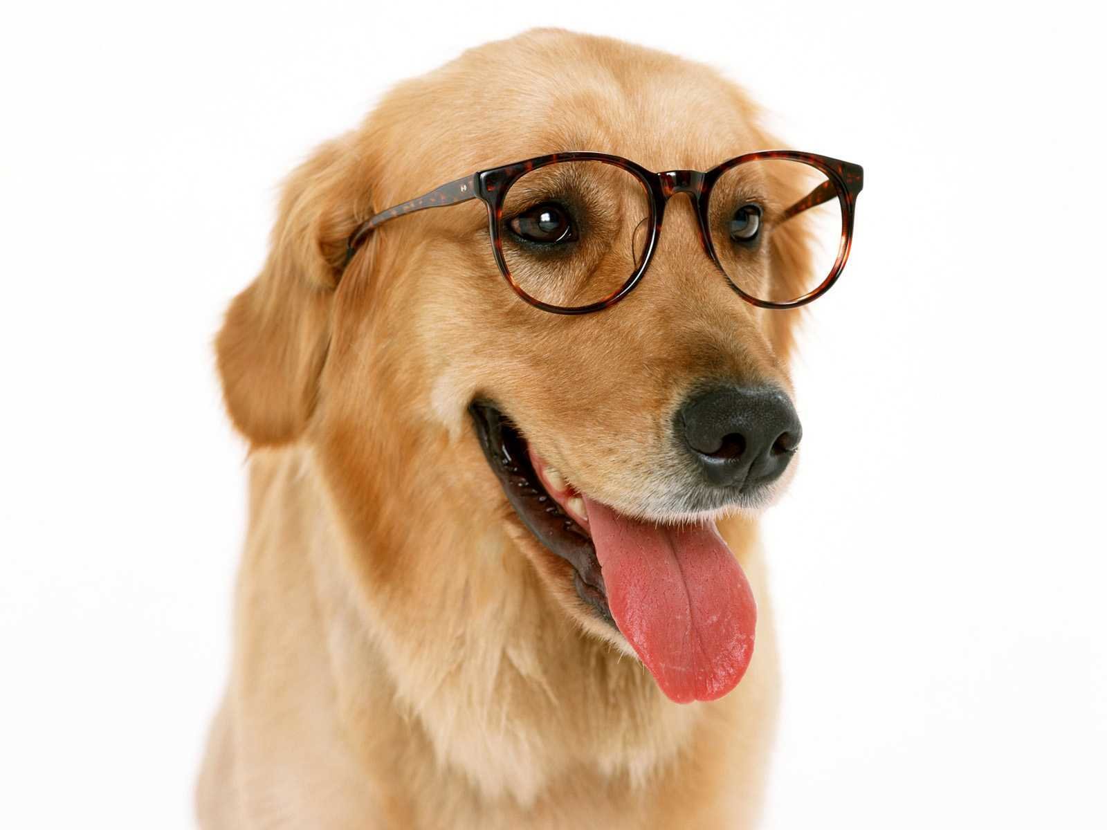 Awesome Funny dog free background ID:219324 for hd 1600x1200 computer