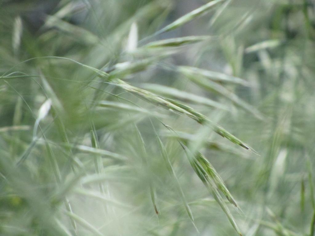 Free Grass high quality wallpaper ID:377741 for hd 1024x768 computer