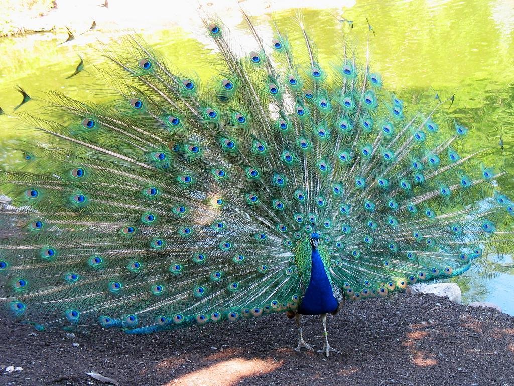 Free download Peacock wallpaper ID:151749 hd 1024x768 for computer