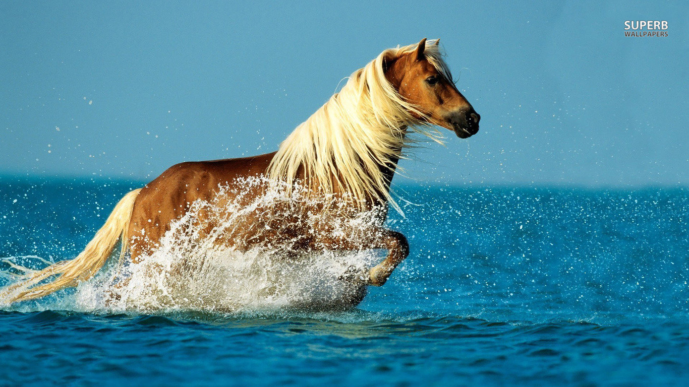 Download 1366x768 laptop Horse desktop background ID:23236 for free