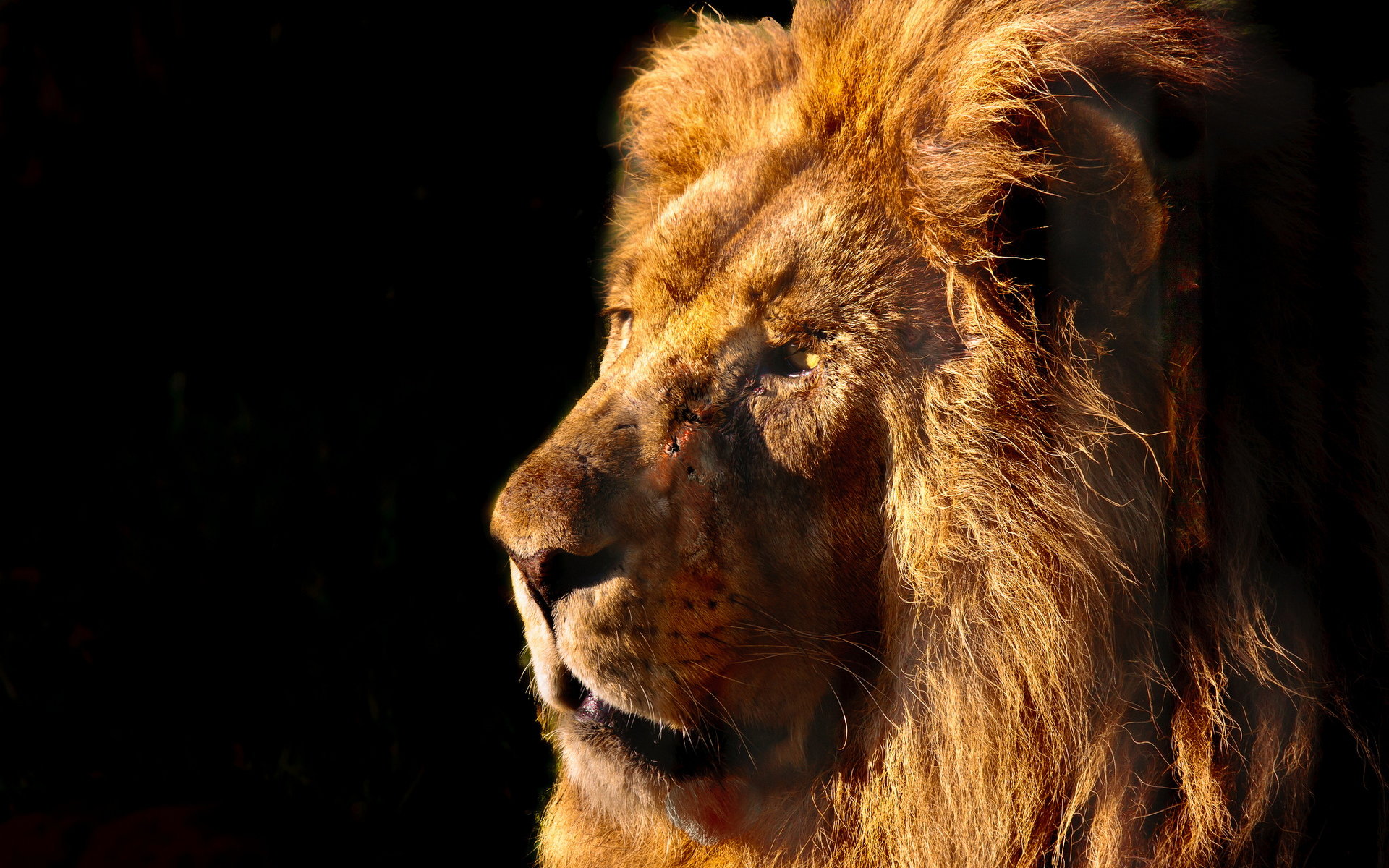 Free download Lion background ID:255464 hd 1920x1200 for desktop