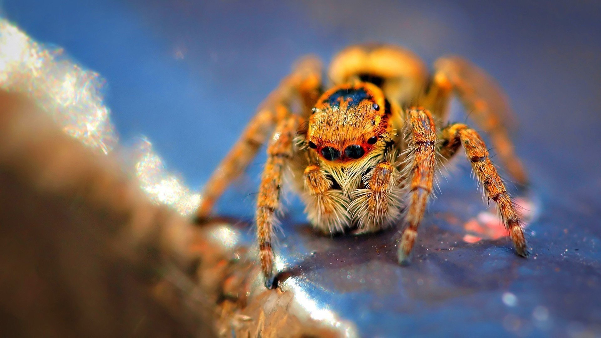 High resolution Spider 1080p background ID:22057 for PC