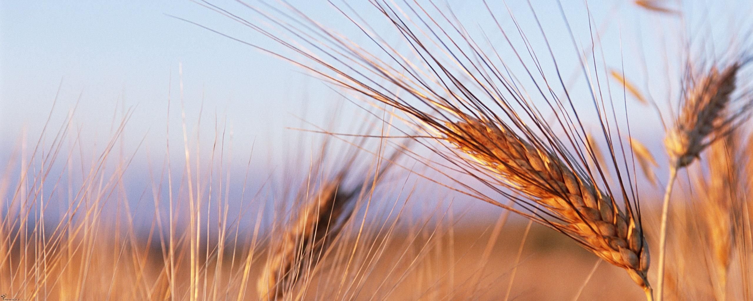 Download dual monitor 2569x1024 Wheat computer wallpaper ID:391875 for free