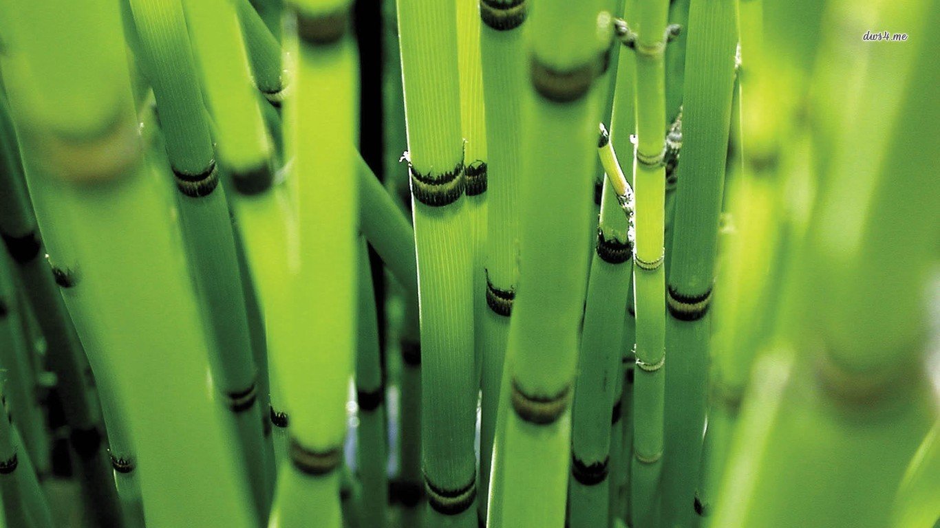 Awesome Bamboo free background ID:246821 for laptop PC