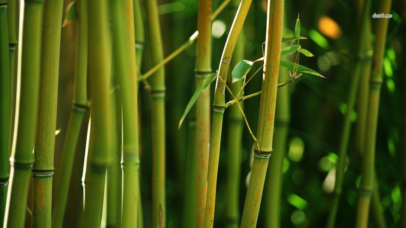 High resolution Bamboo laptop background ID:246822 for desktop