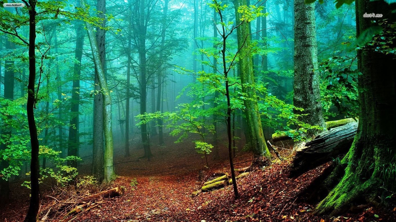 High resolution Forest 1366x768 laptop wallpaper ID:348803 for computer