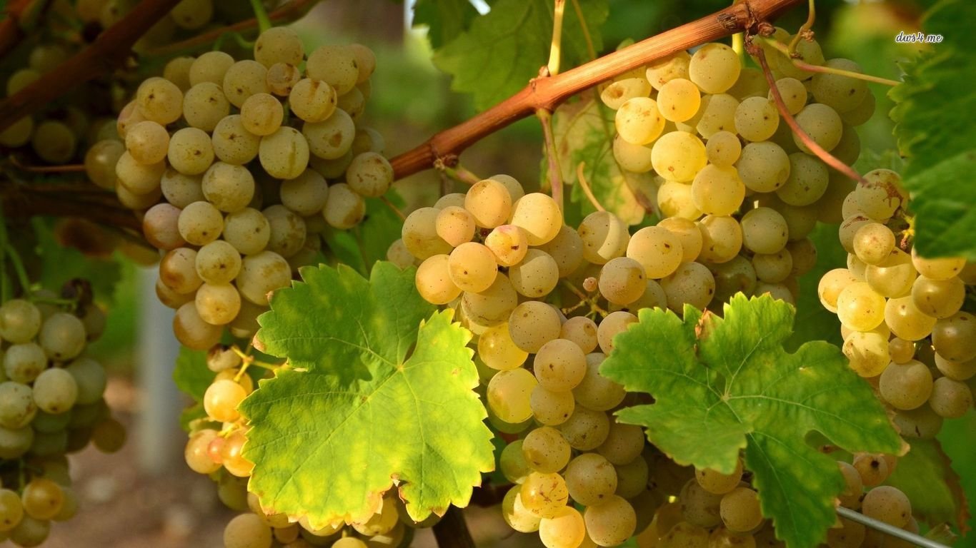 Awesome Grapes free background ID:420785 for hd 1366x768 PC