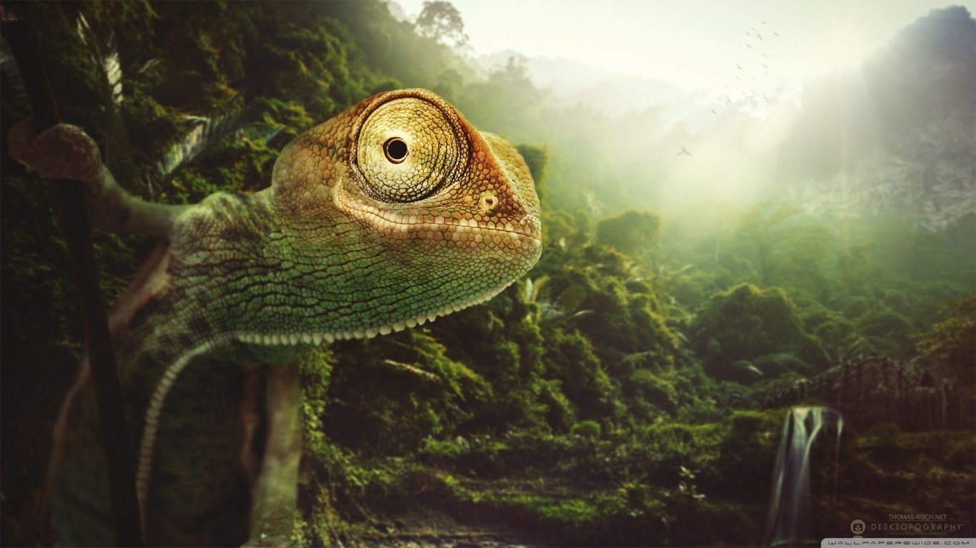 Download 1366x768 laptop Chameleon computer wallpaper ID:462527 for free