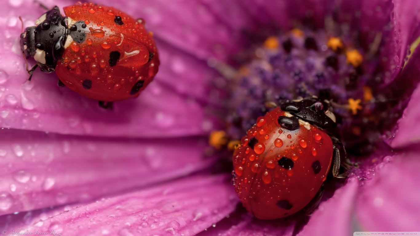 Download hd 1366x768 Ladybug computer background ID:270348 for free