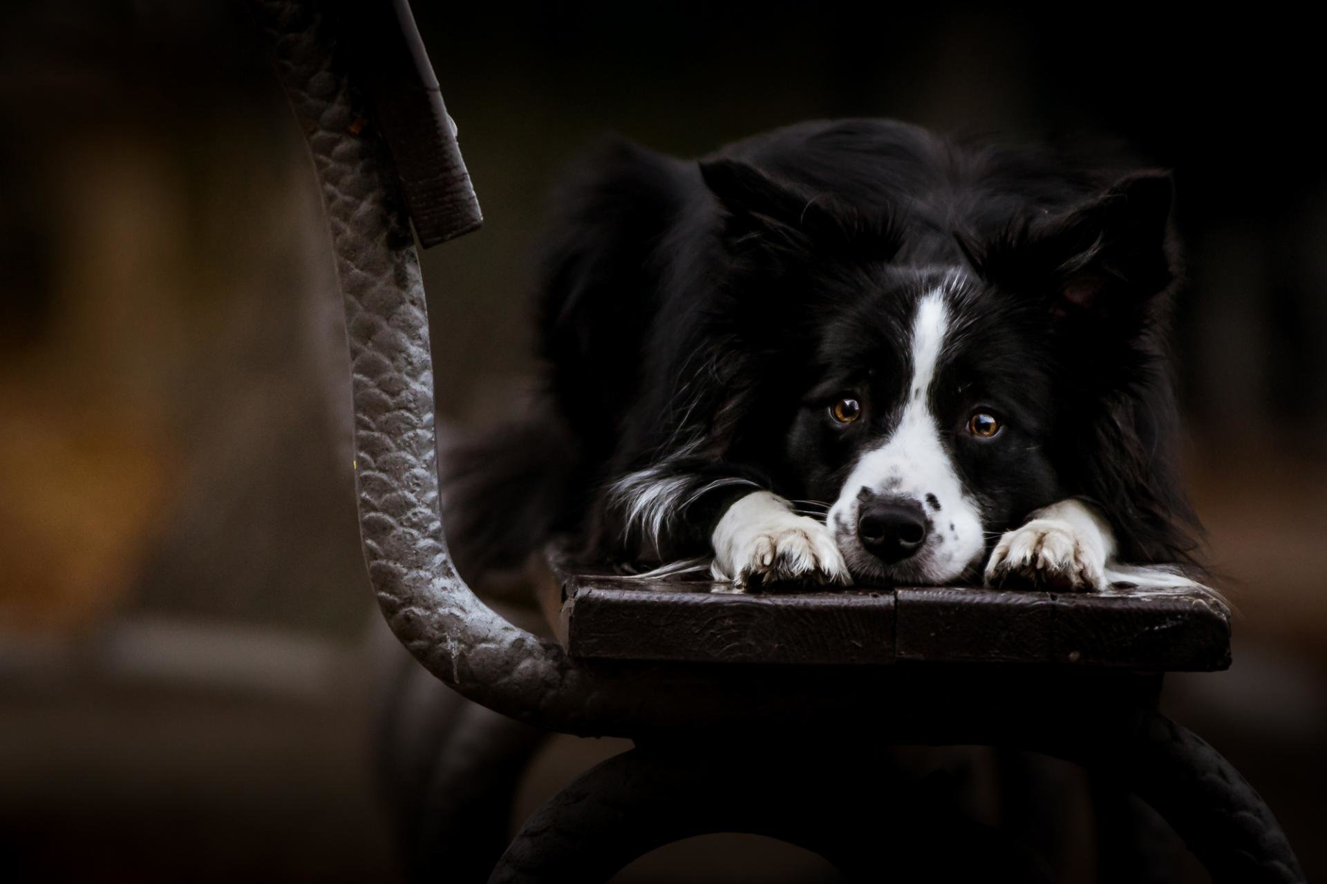 Free Border Collie high quality background ID:165857 for hd 1920x1280 desktop