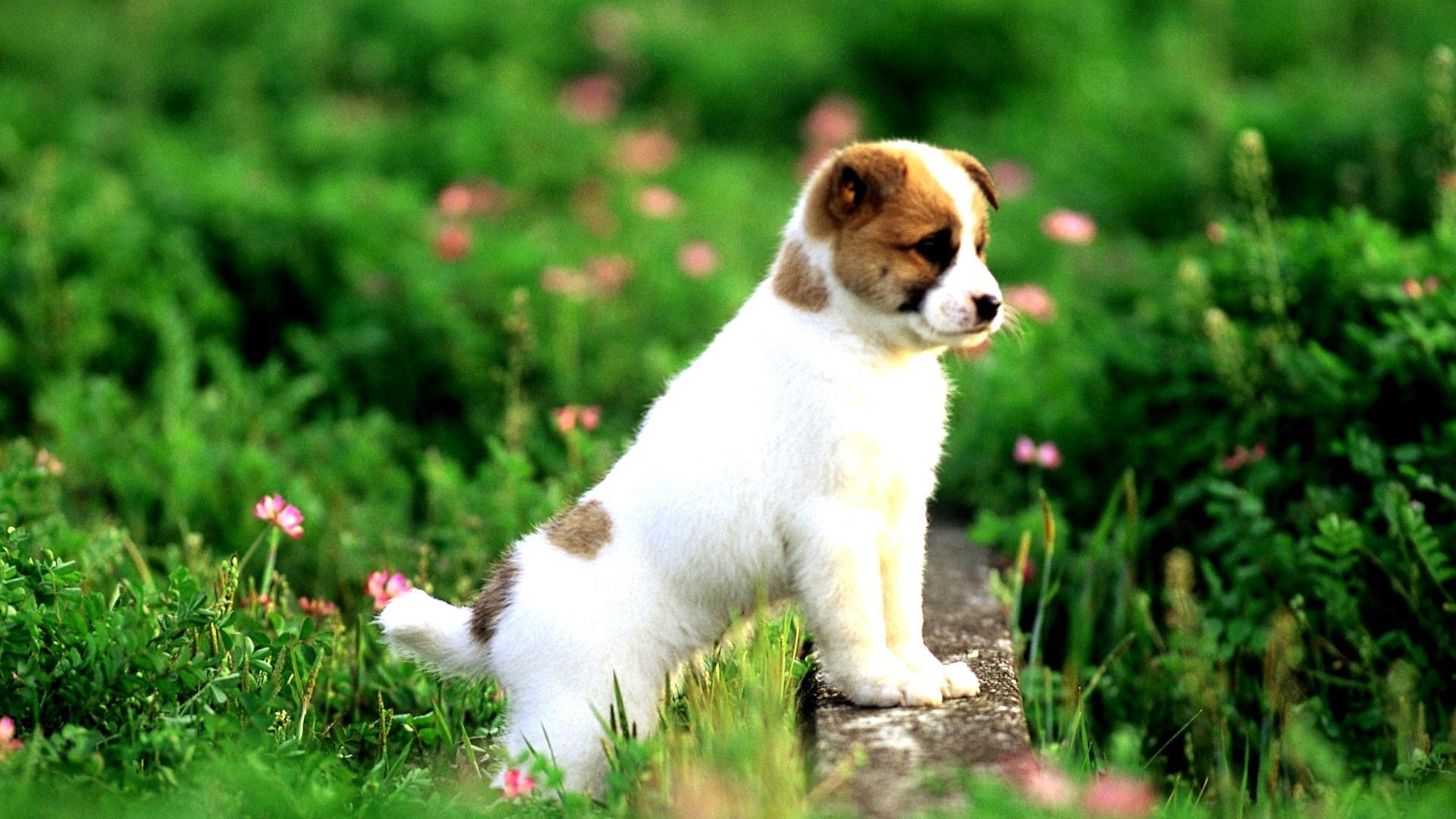 Awesome Puppy free wallpaper ID:46583 for 1080p PC