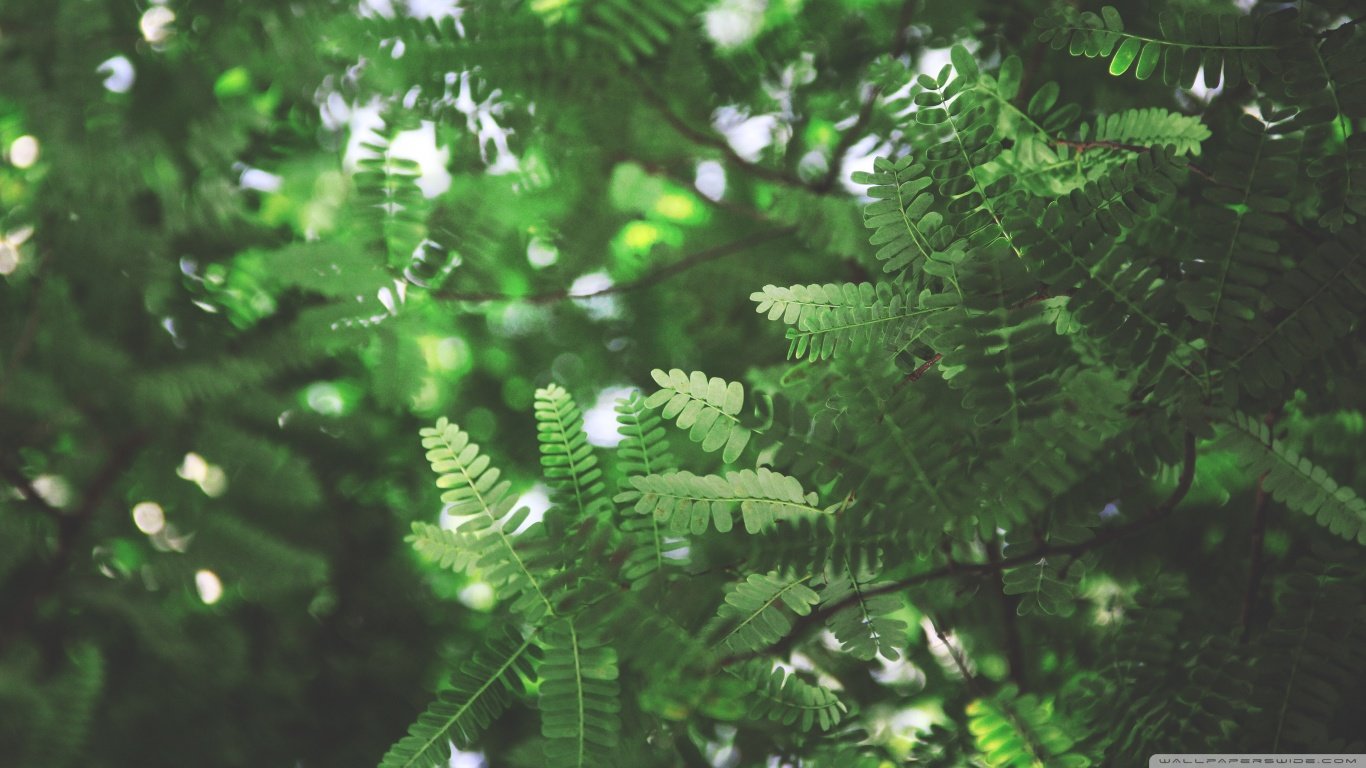 Download hd 1366x768 Fern PC background ID:398814 for free
