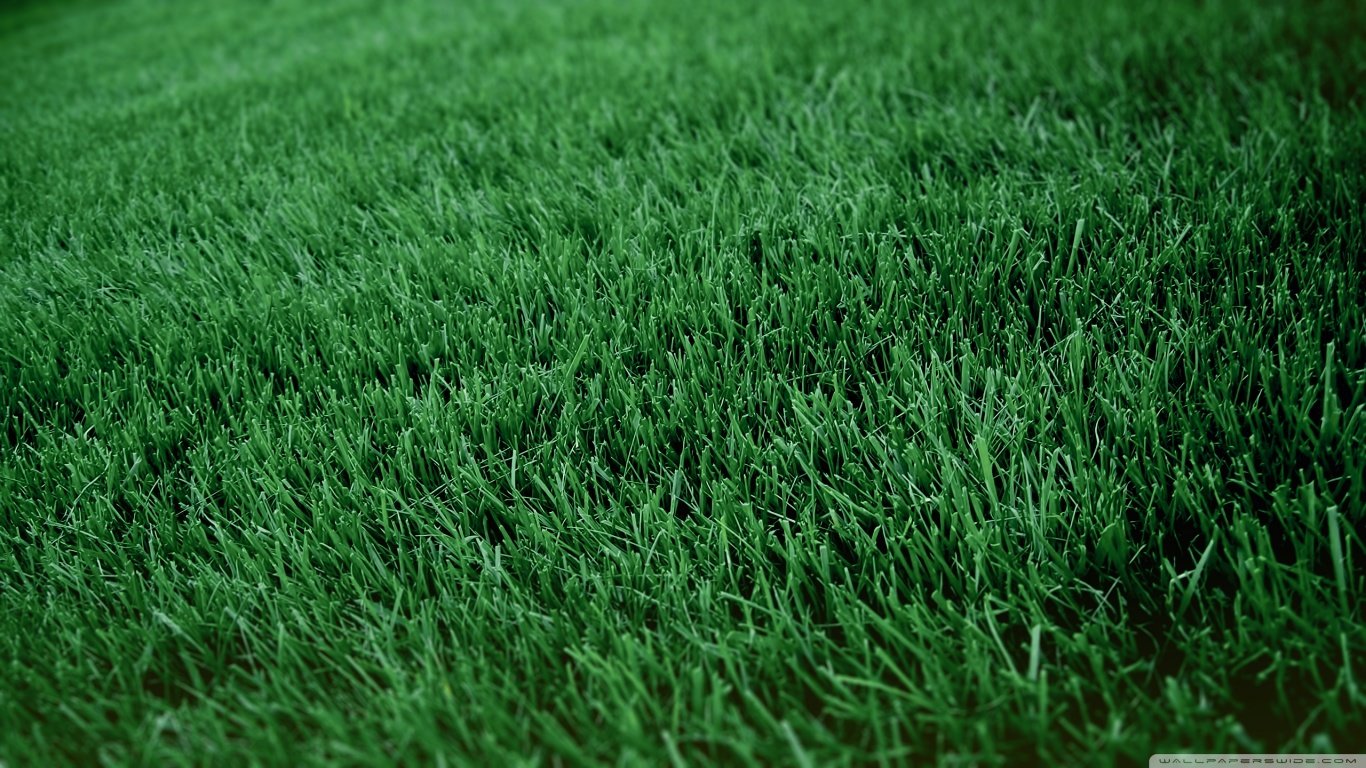 High resolution Grass laptop background ID:378131 for PC