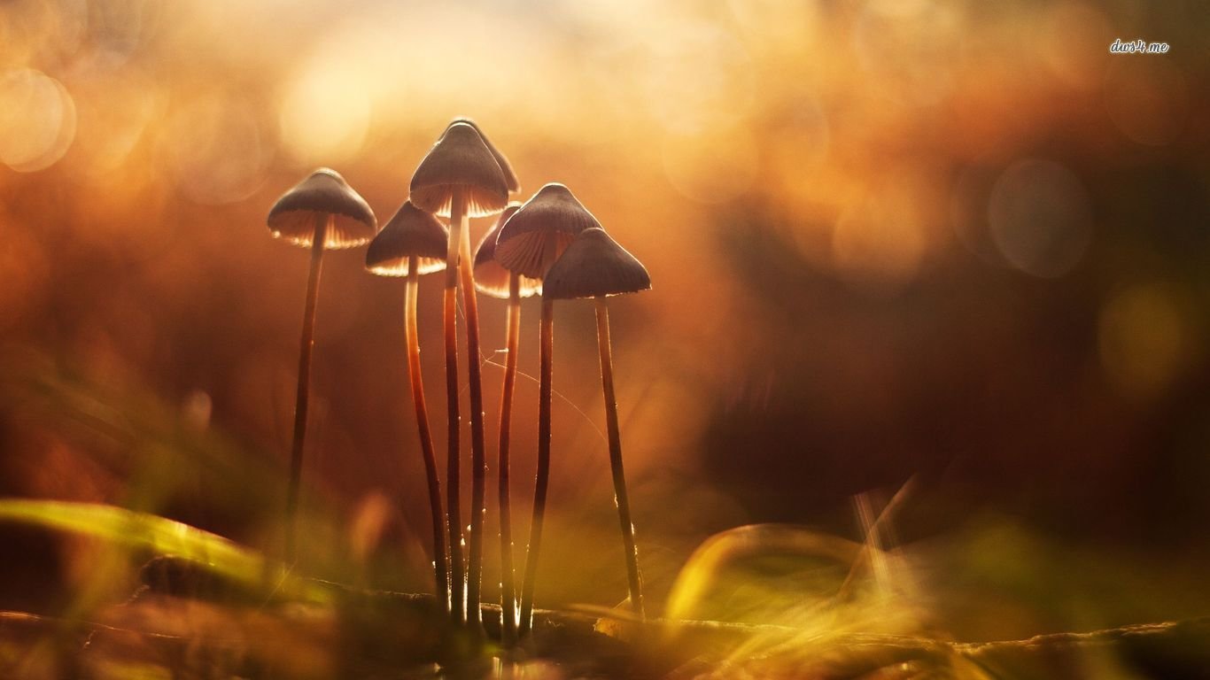 Awesome Mushroom free background ID:145184 for hd 1366x768 PC