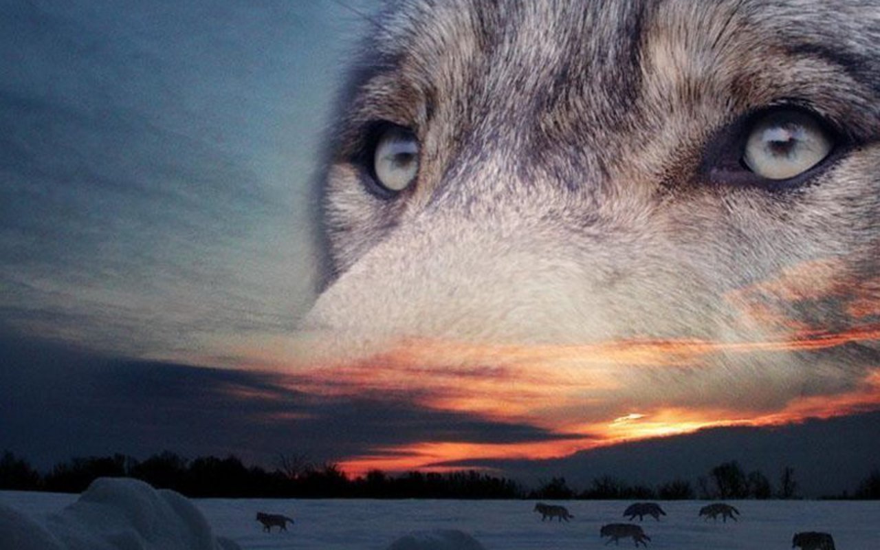 Free Wolf high quality background ID:117679 for hd 1280x800 PC
