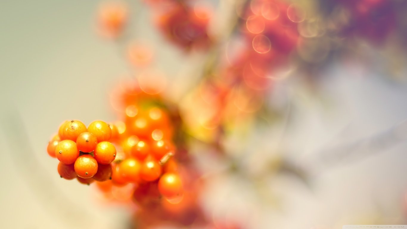 High resolution Berry 1366x768 laptop background ID:178350 for PC