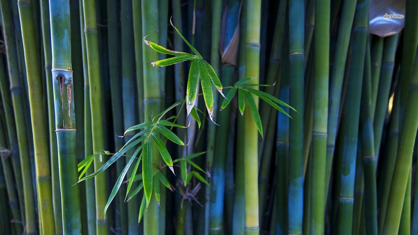 Free Bamboo high quality wallpaper ID:246820 for 1366x768 laptop PC