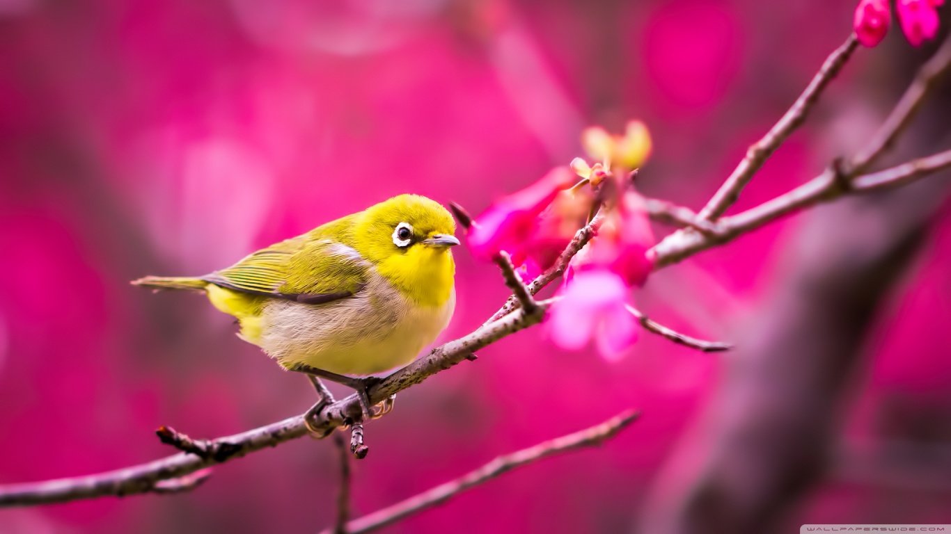 Awesome Bird free background ID:404896 for 1366x768 laptop desktop
