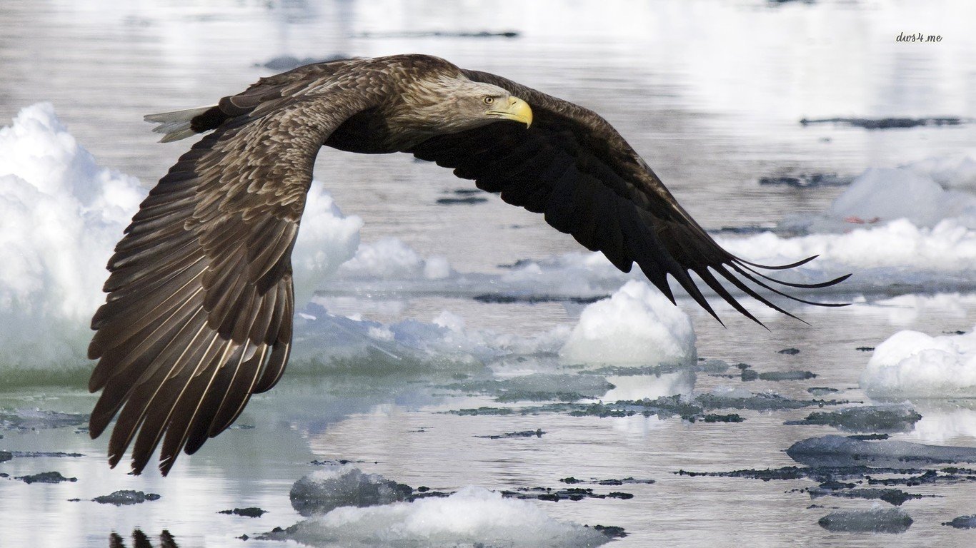 Awesome Eagle free wallpaper ID:231245 for 1366x768 laptop computer