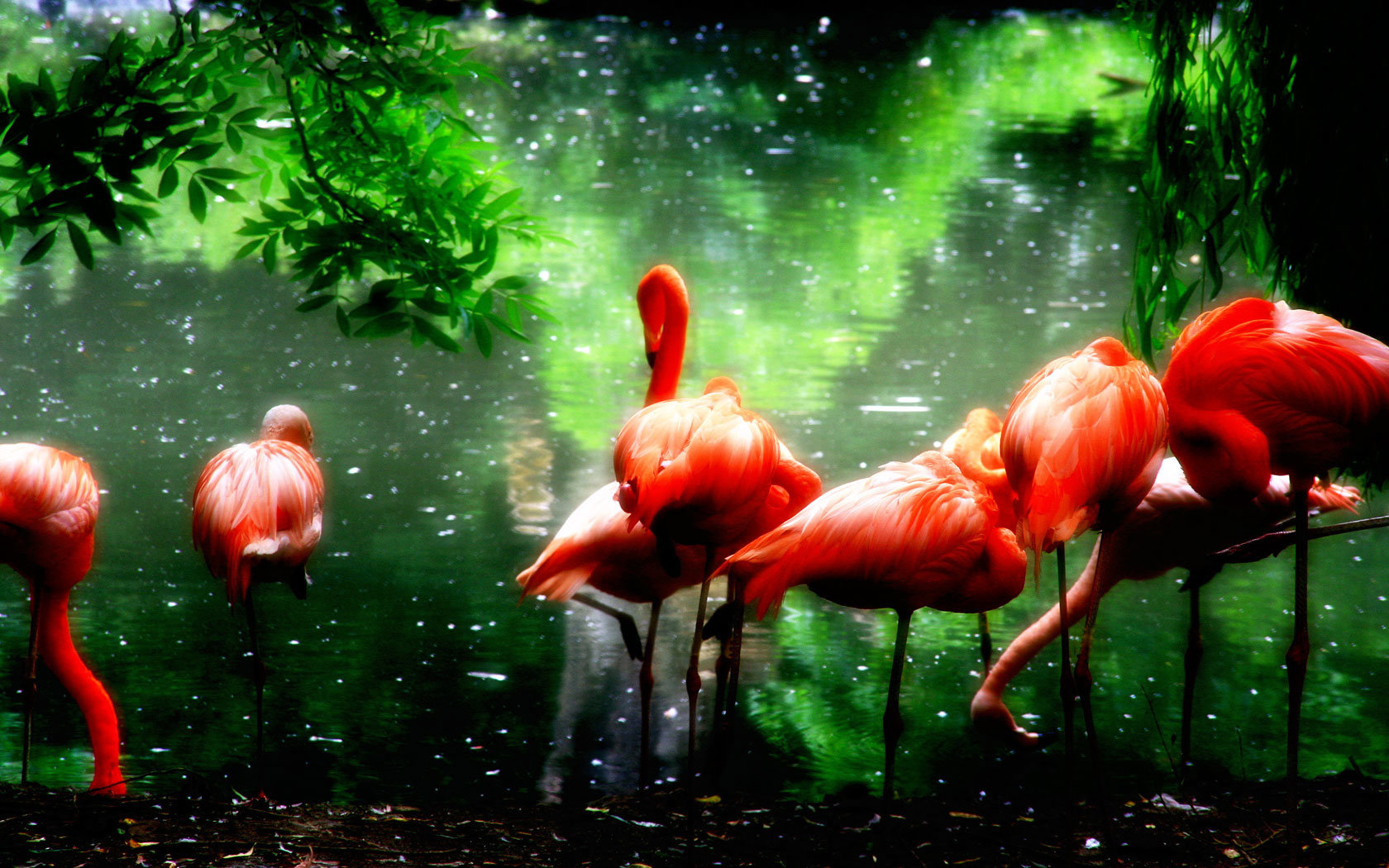Free download Flamingo background ID:66641 hd 1680x1050 for computer