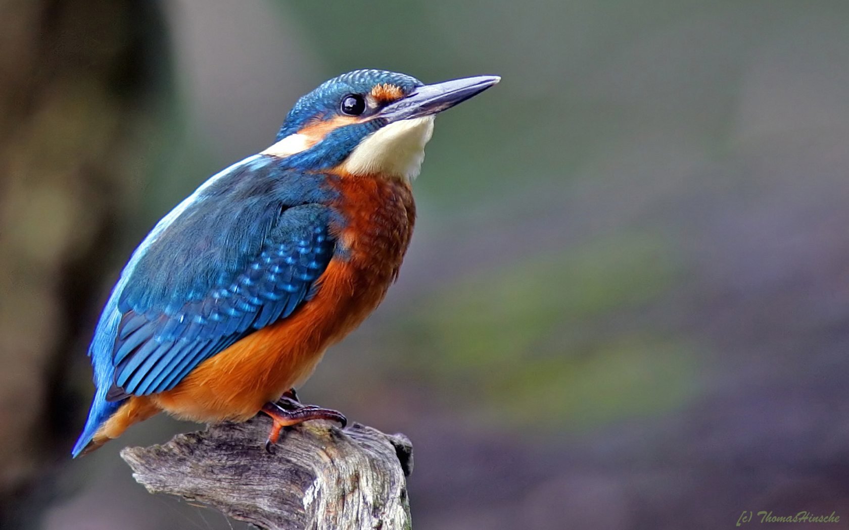 Best Kingfisher background ID:311304 for High Resolution hd 1680x1050 computer