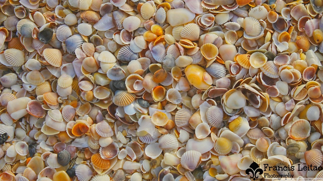 Free download Shell wallpaper ID:449913 hd 1366x768 for computer