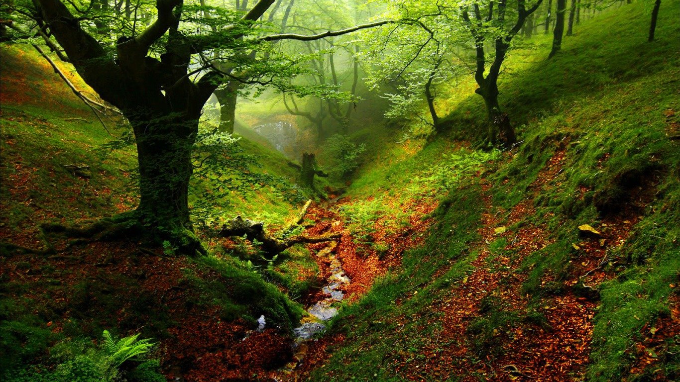 Free Forest high quality background ID:348305 for hd 1366x768 computer