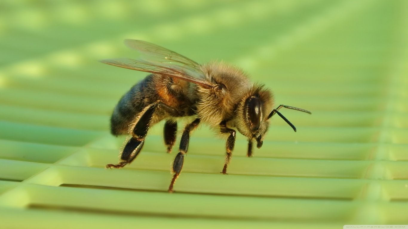 Best Bee background ID:460626 for High Resolution hd 1366x768 computer