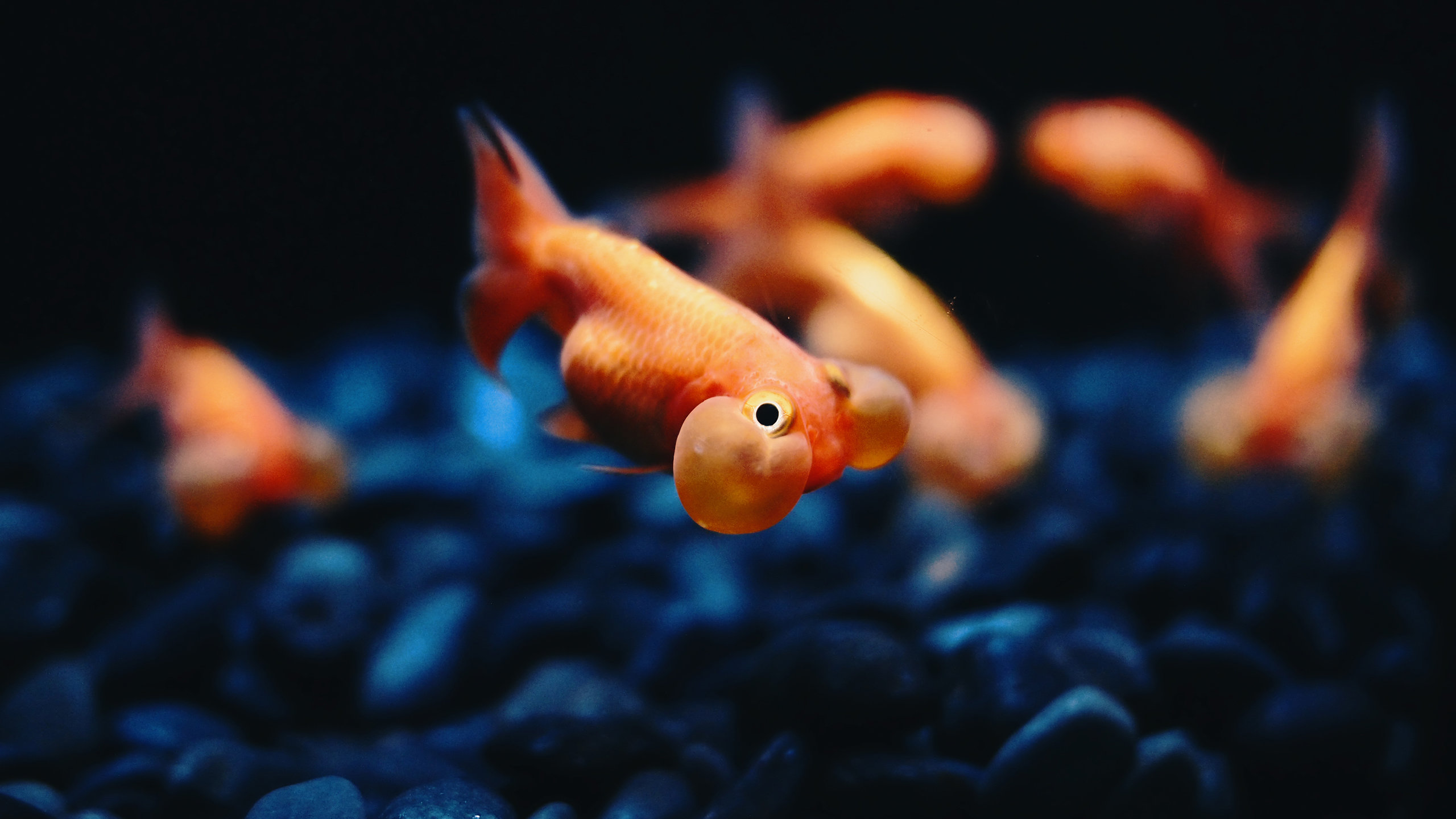 Free Goldfish high quality background ID:464115 for hd 2560x1440 PC