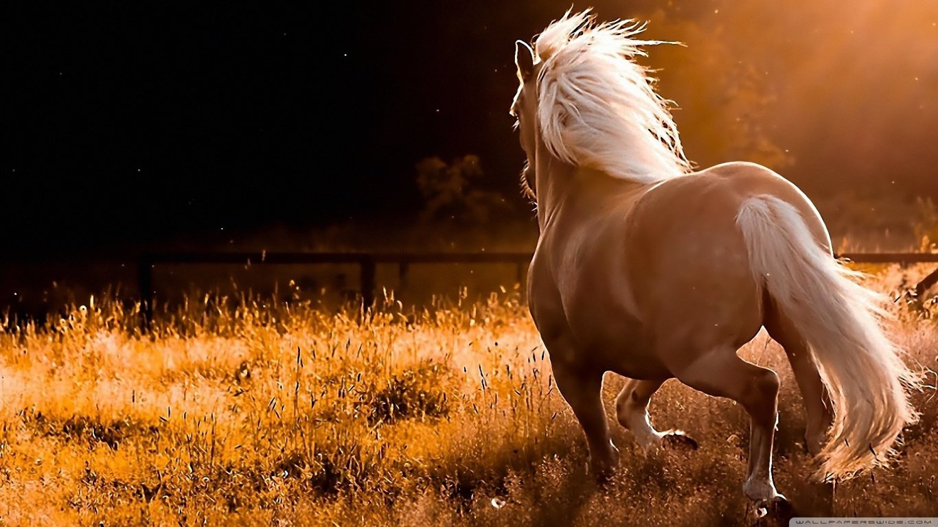Awesome Horse free background ID:23292 for 1366x768 laptop desktop