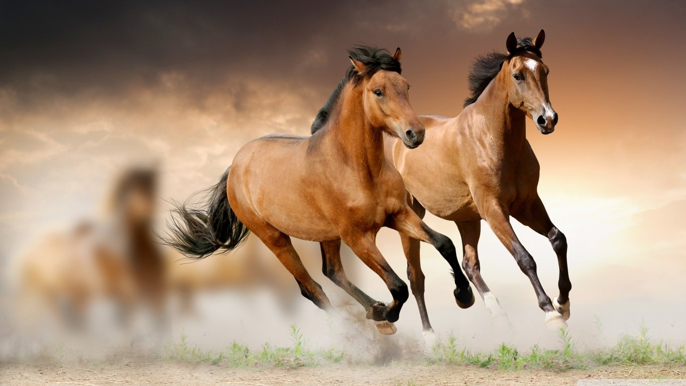 Free Horse high quality wallpaper ID:23240 for 1366x768 laptop desktop