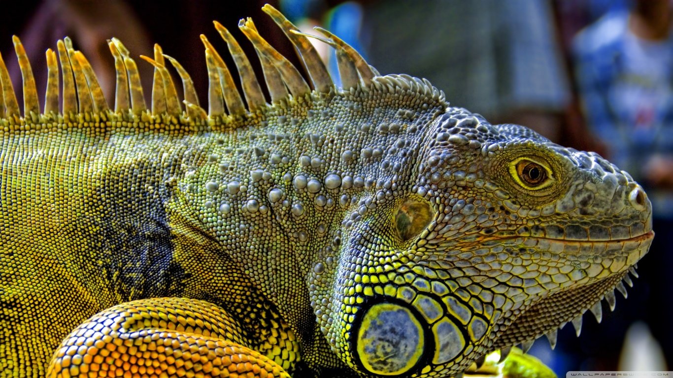 Awesome Iguana free background ID:380913 for hd 1366x768 PC